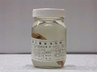 藏品(紋身蝴蝶魚)的圖片